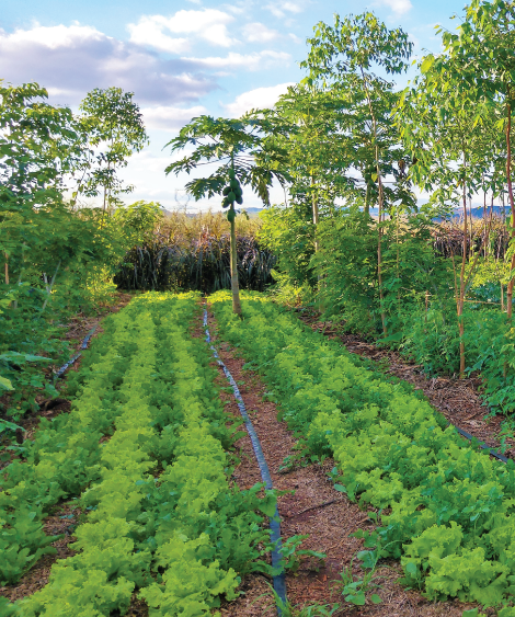 AGROFORESTRY-470x563